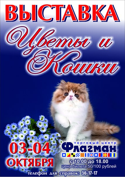 Выставка кошек